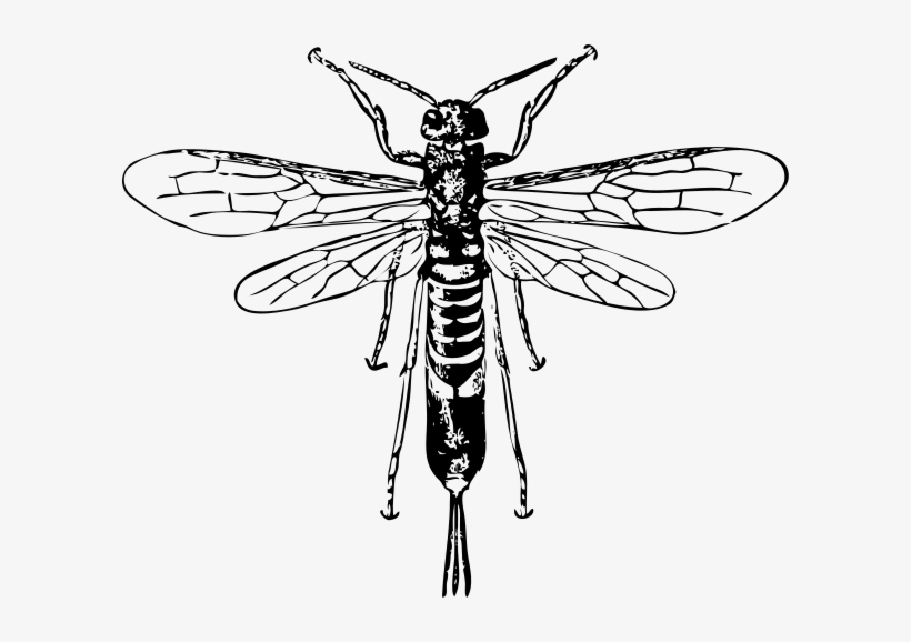 Horn Tail Wasp Clipart Png, transparent png