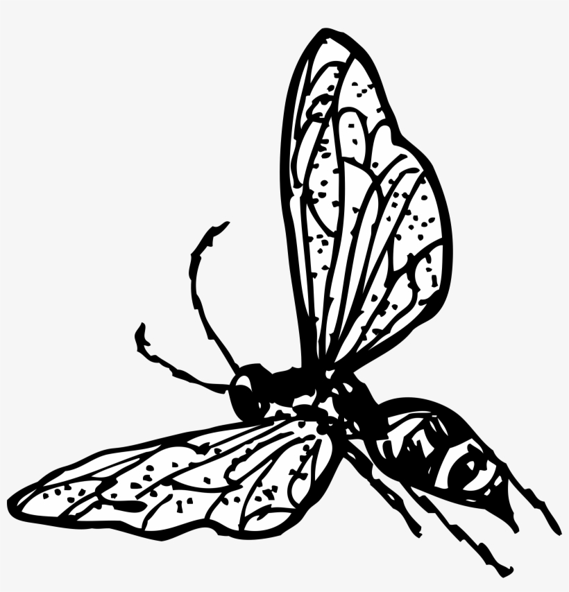 Wasp Png, transparent png