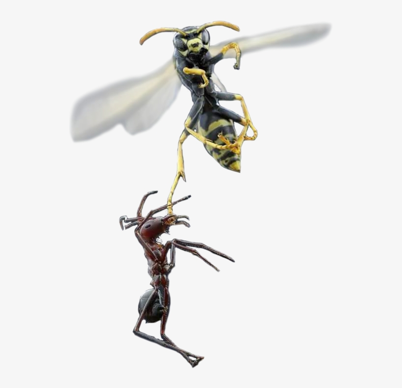 Animalant And Wasp - Ant And Wasp, transparent png