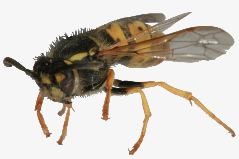 Canning Fruit Or Tomatoes Always Brings Them Around - Wasp, transparent png