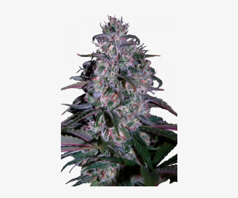 Alakazam Marihuana, transparent png