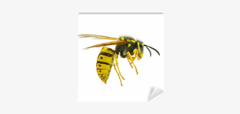 Yellow Jacket Bee Png, transparent png