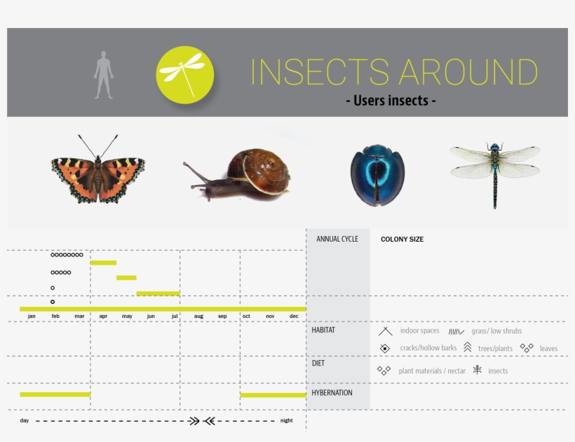 Products Hyperbody 05 Insects Around - Net-winged Insects, transparent png