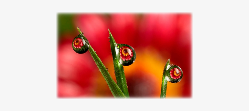 Camera Aperture And Depth Of Field - Depth Of Field Photography, transparent png