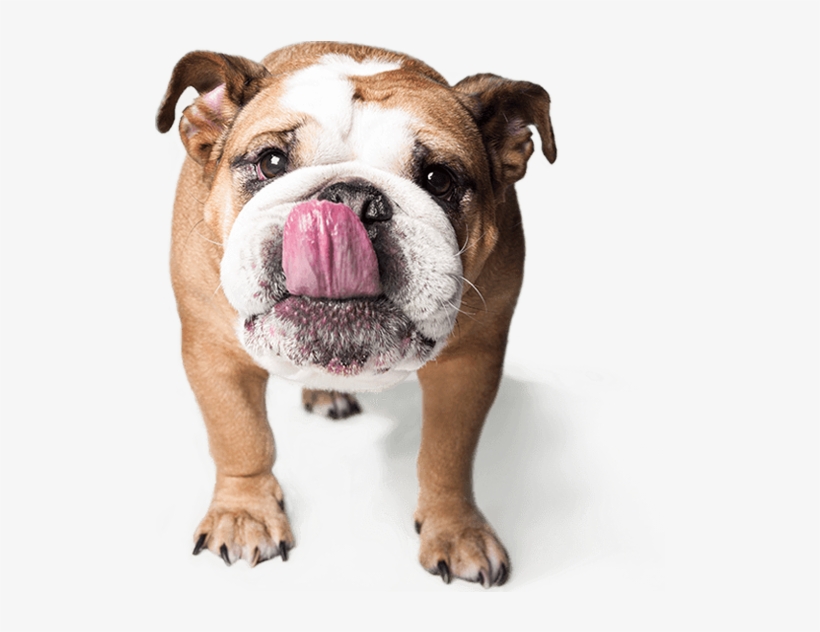 Choosing To Neuter Or Spay Your Pet Exhibits Many Benefits - Dog Pet Png, transparent png