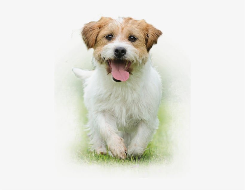 Our Customers Are Important To Us And We Would Like - Top Dog: How To Have Fun With Your Bff (best Furry, transparent png