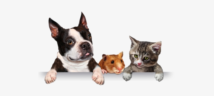 Banner Shadow - Pets Png, transparent png