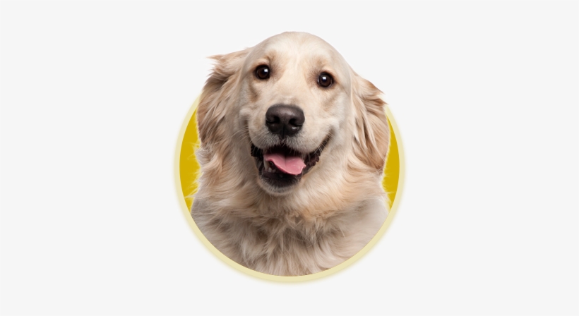 Family Owned And Operated, We Have Been Feeding Your - Almofada Pet Golden Retriever, transparent png