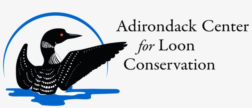 Aclc Logo Bt Right 4 18 - Adirondack Center For Loon Conservation, transparent png