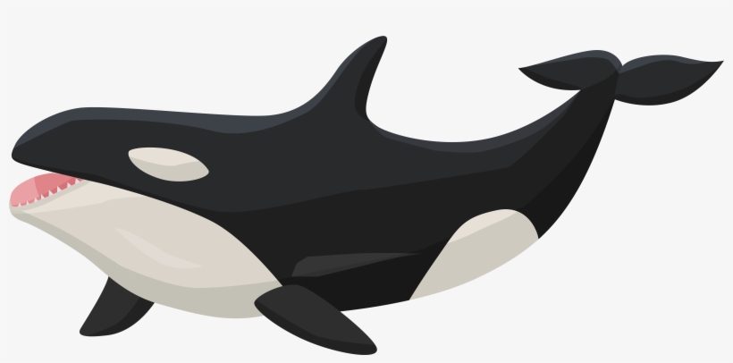 View Full Size - Orca Transparent, transparent png