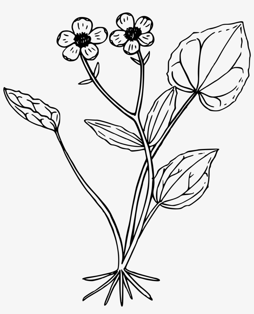 This Free Icons Png Design Of Mountain Buttercup, transparent png