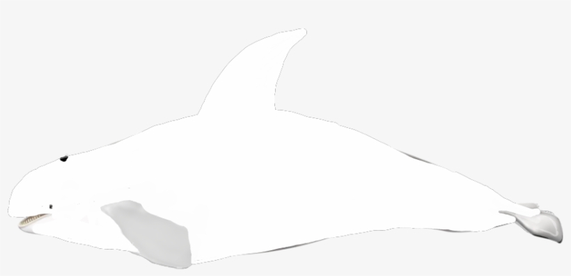 White Orca - Thought, transparent png