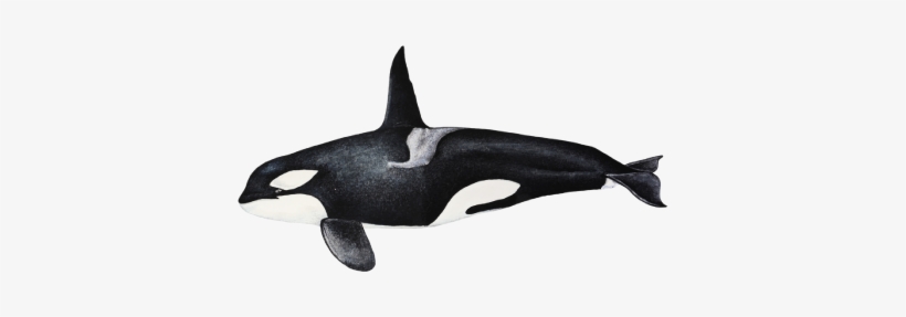 Orca - Orcinus Orca - Killer Whale, transparent png