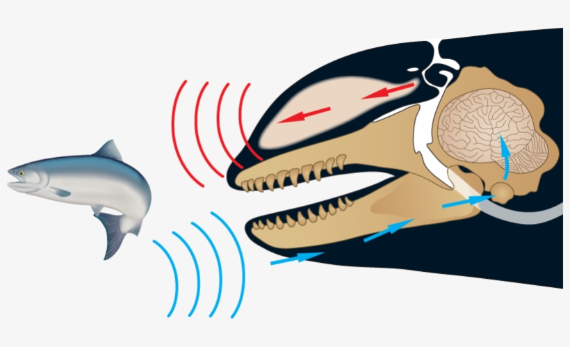 Whales Echolocation, transparent png