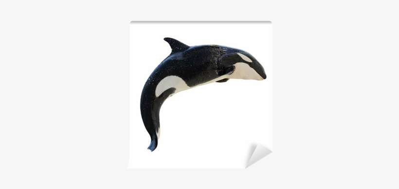 Leaping Killer Whale, Orcinus Orca Wall Mural • Pixers® - Poster: Mhprice's Leaping Killerwhale, Orcinus Orca,, transparent png