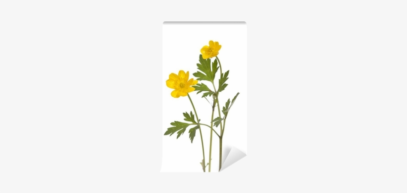 Smörblomma, transparent png