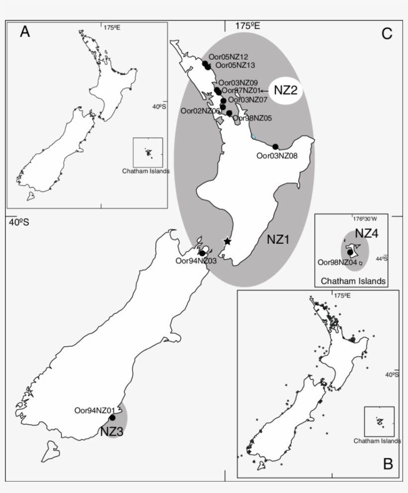 The Distribution Of Killer Whales Around New Zealand - Killer Whale, transparent png