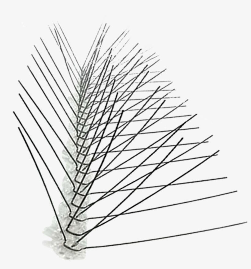Stainless Steel Spikes 10′, 25′, 50′ And 100′ - Bird X Bird Spikes Stainless Steel, transparent png