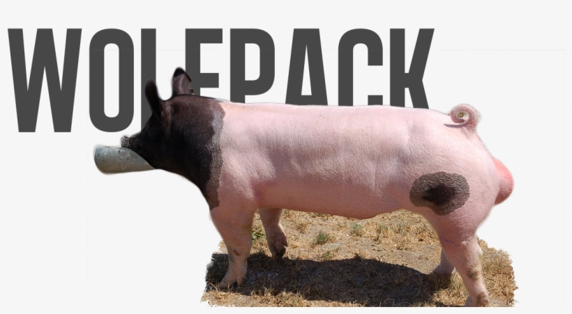Wolf Pack - Wolf, transparent png