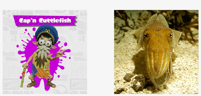 Capn - Animals Camouflage Facts, transparent png