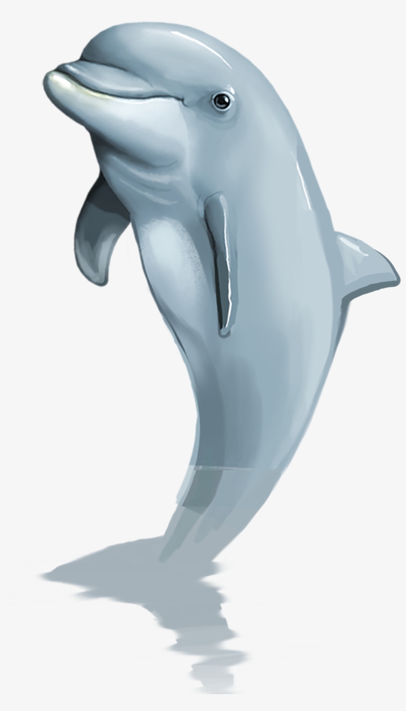 Dolphins Of The Caribbean - Golfinho Png, transparent png