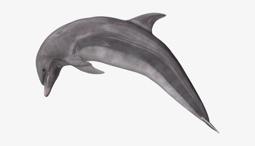 Dauphin Of France, transparent png