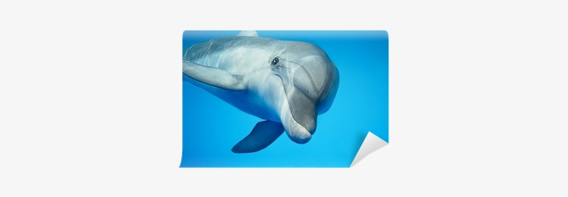 Don T Let Negative People Drag You Down, transparent png