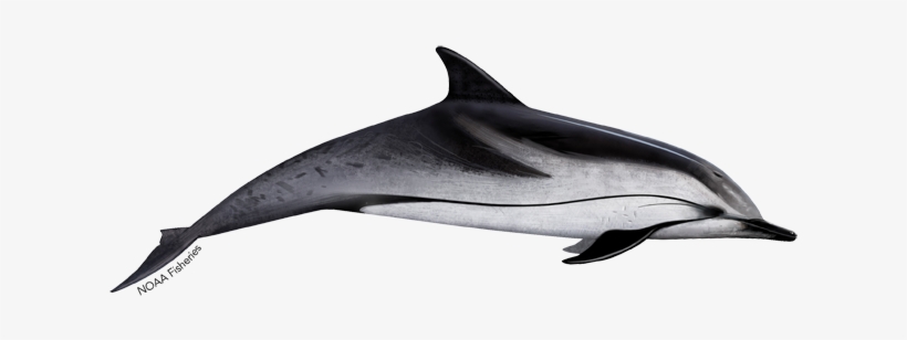 Striped Dolphin - Clymene Dolphin, transparent png