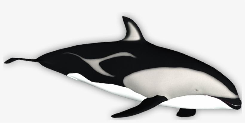 Dusky Dolphin - Killer Whale, transparent png