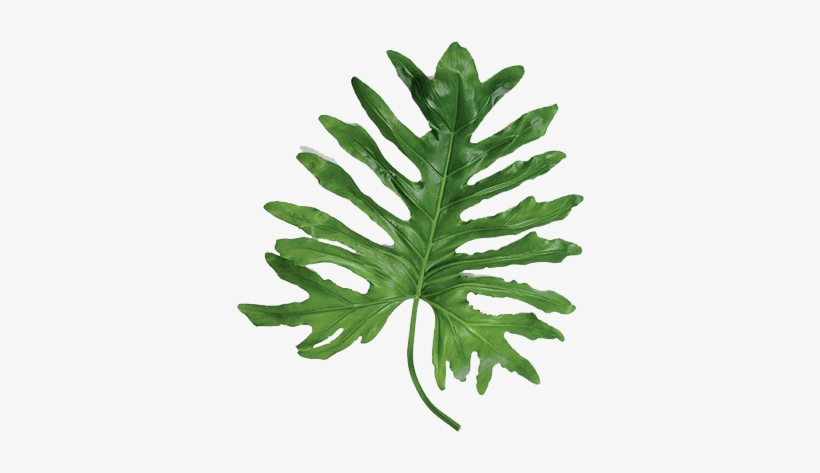 Statement Leaves - Split Leaf Png Transparent, transparent png