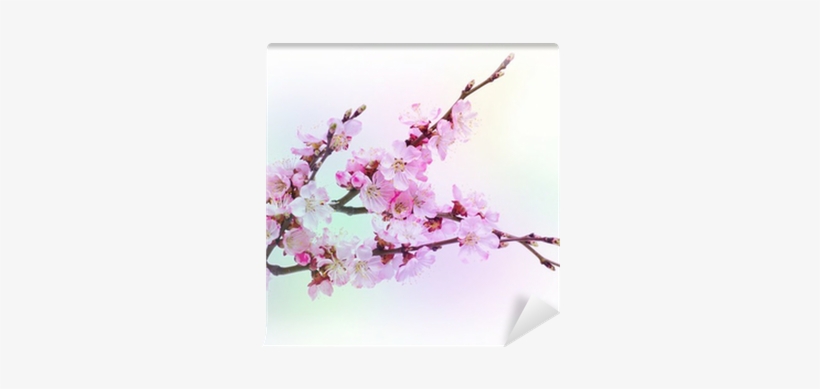 Spring Flowering With Apricot Branch On Colorful Blurred - Armenian Plum, transparent png