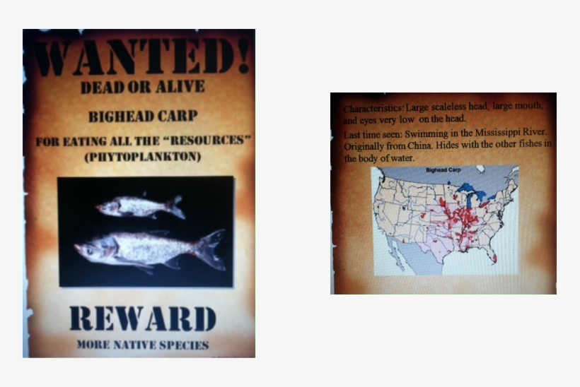 Bighead Carp Was Introduced Into The United States - Asian Carp Most Wanted Poster, transparent png