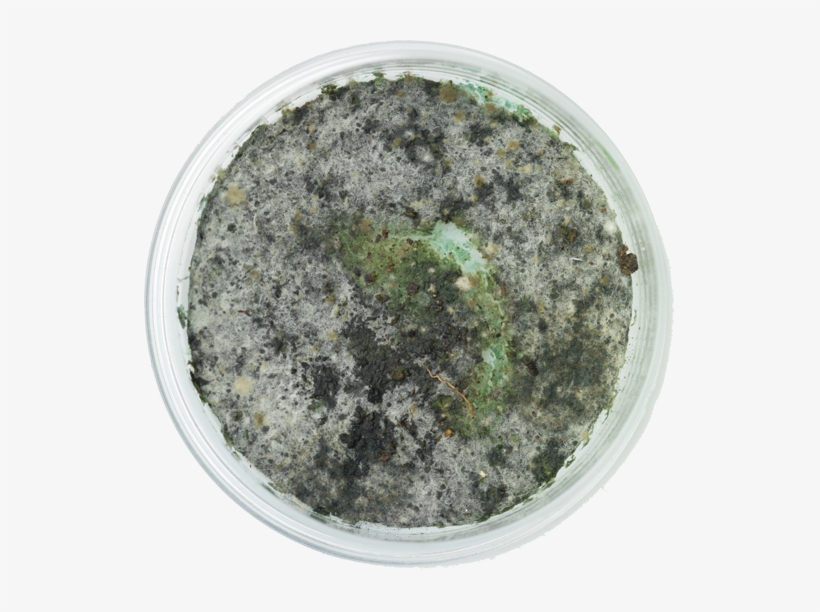 Facts About Mold - Mold, transparent png