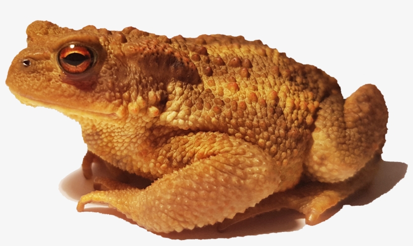 Bufo Bufo Spinosus 2 - Bufo Spinosus, transparent png