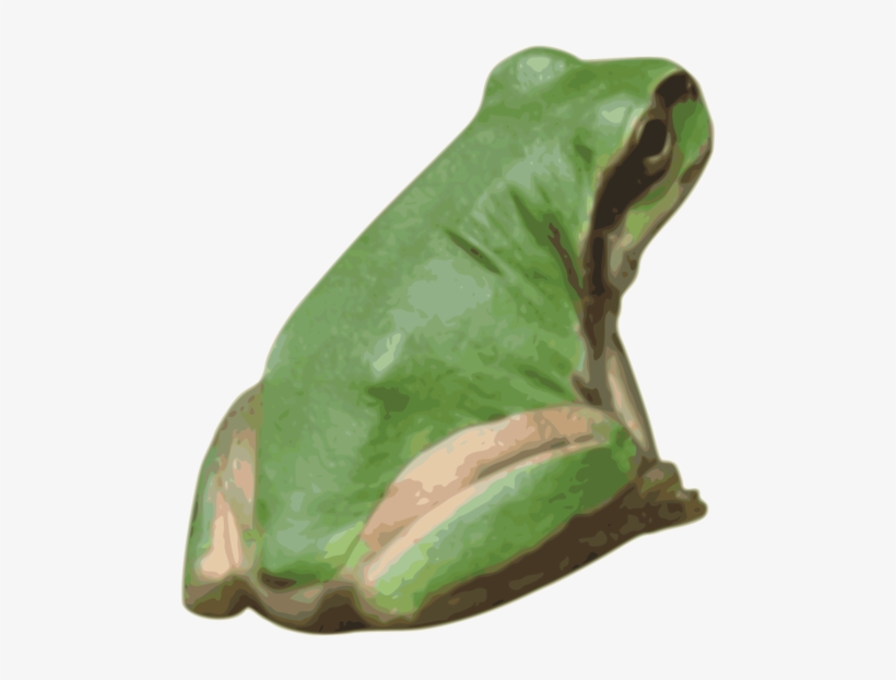 American Bullfrog Tree Frog True Frog Toad - Clip Art, transparent png