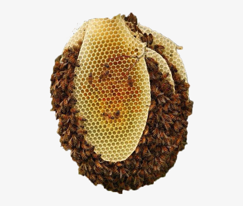 Beehive Png