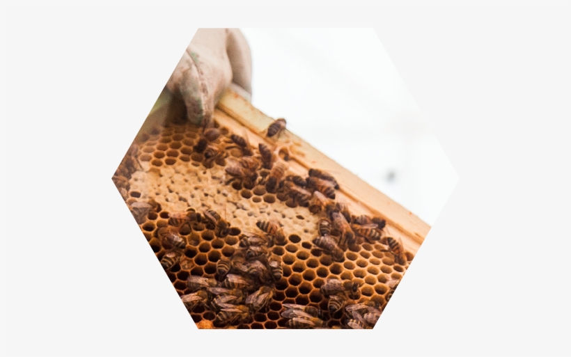 Bee World - Honeybee, transparent png