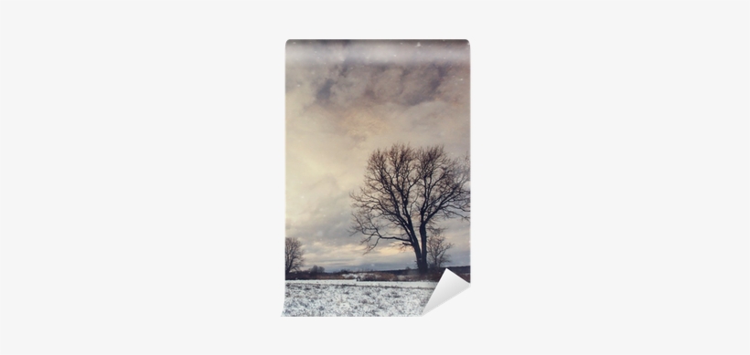 Lonely Tree In A Field Of Snow In December Wall Mural - Mural, transparent png