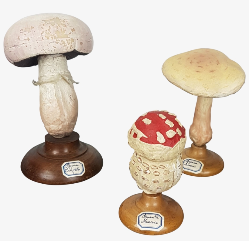 Three Fungi Sculptures - Shiitake, transparent png