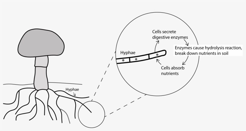 Fungi External Digestion - Diagram, transparent png