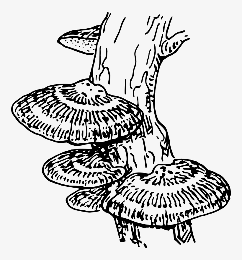 Medium Image - Fungi Clip Art, transparent png