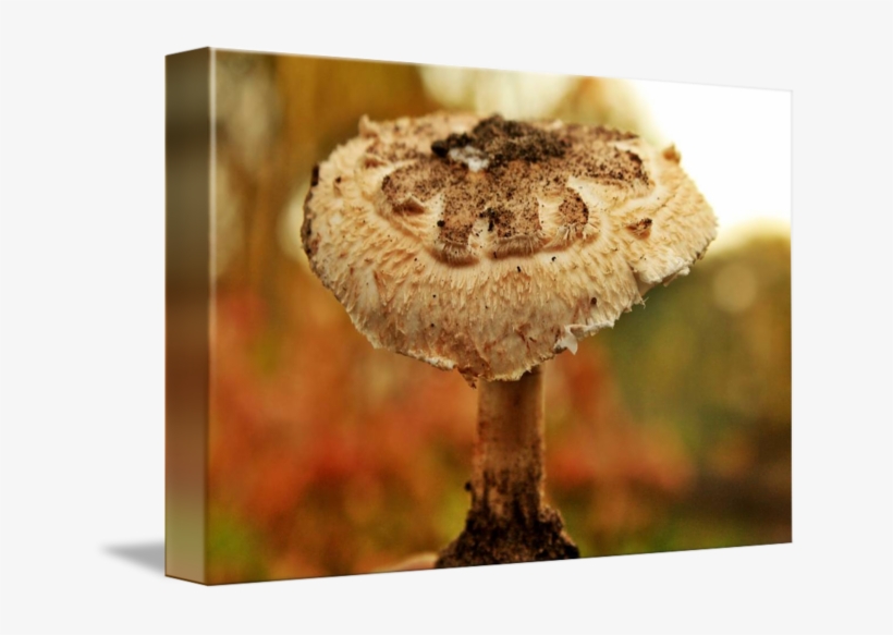Umbrella Fungi By Ronny Vandergunst Graphic Library - Fungus, transparent png