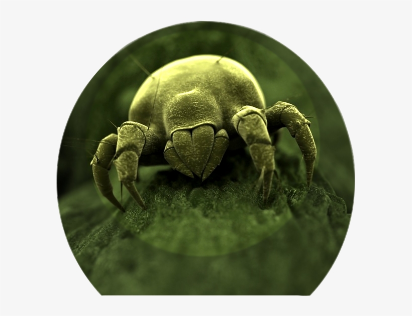 Dust Mites Love Fungi - Close Up Of Germs, transparent png