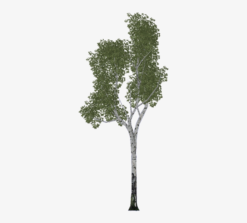 Birch - River Birch, transparent png