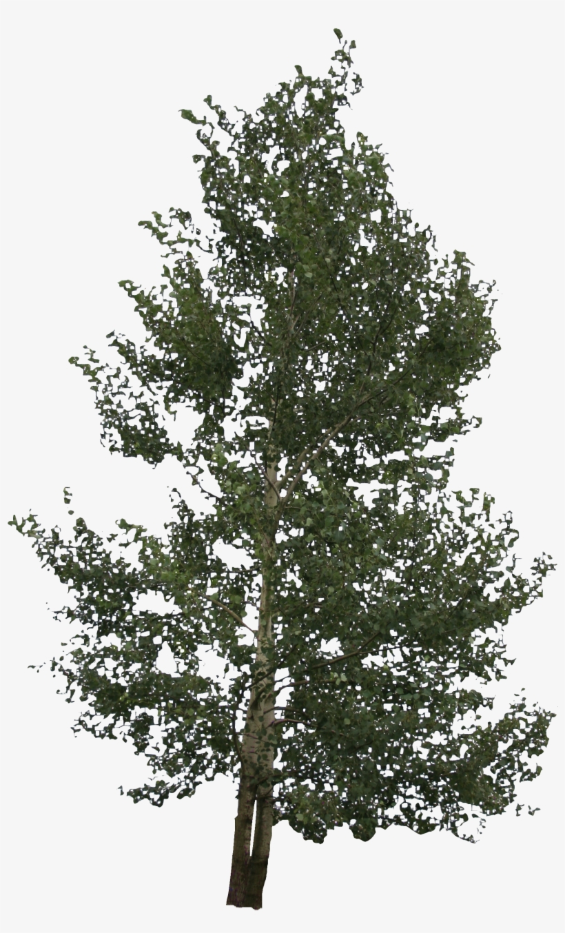 2d Trees - Birch, transparent png