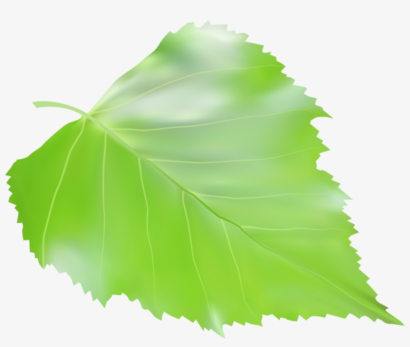 Birch Png, transparent png