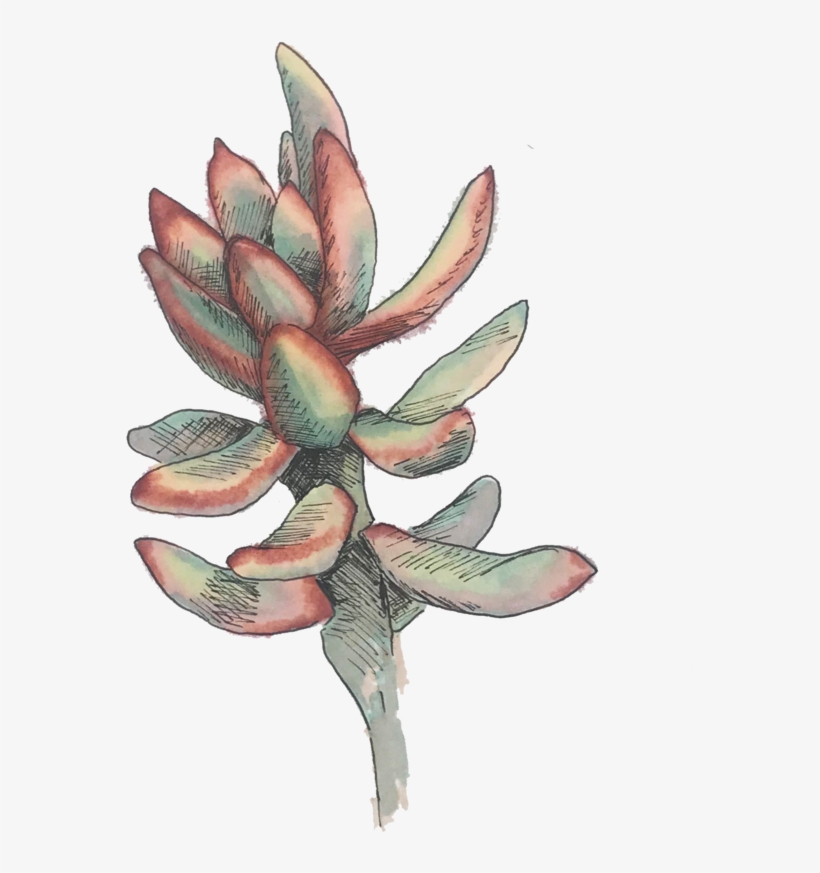 Artichoke, transparent png