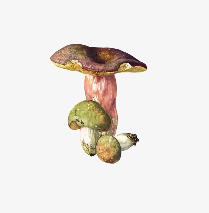 Champignons,png,tubes - Russula, transparent png