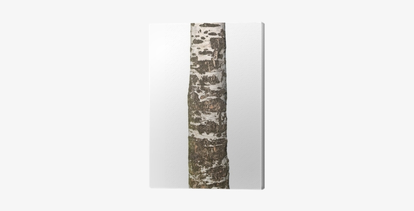 Canoe Birch, transparent png