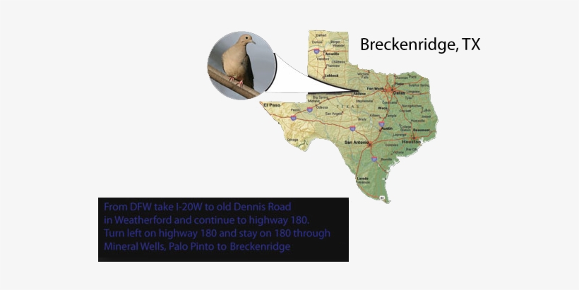 Home » Homepage 1 » Texas Dove Map - Map Of Texas Cities, transparent png